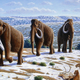 Illustration for article titled Fox Is Making a Movie About the De-Extinction of the Woolly Mammoth